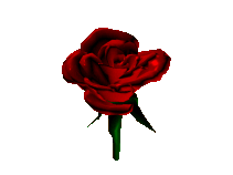 Rose2